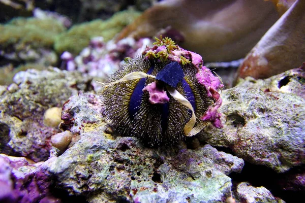 Riccio di mare. Sfera di riccio (Mespilia ) — Foto Stock