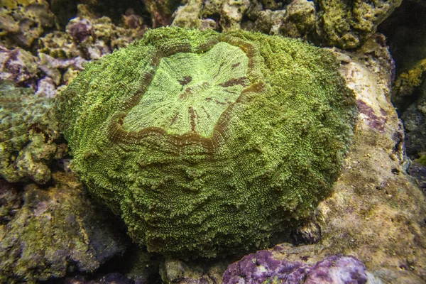 Scolymia coral. Donut Coral. Green — Stock Photo, Image