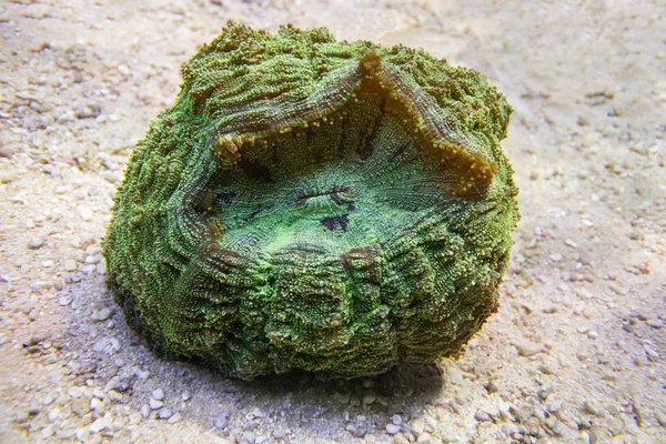 Coral verde Scolymia . — Fotografia de Stock