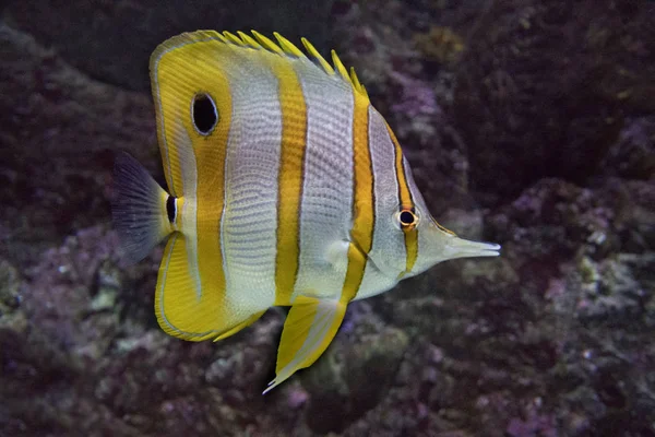 Butterfly fish tweezers (Chelmon rostratus).Tropical fish