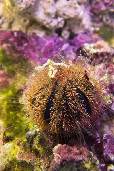 Erizo de mar. Esfera marrón erizo (Mespilia ) —  Fotos de Stock