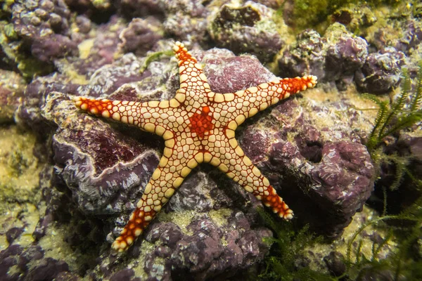 Rozgwiazda Fromia monilis (elegancki gwiazda morza) — Zdjęcie stockowe
