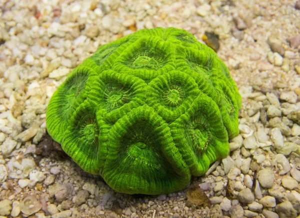 キクメイシ科サンゴ。ハードコーラル — ストック写真