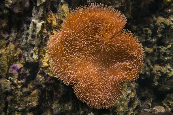 Coral de sarcófitas. Cogumelo mole . — Fotografia de Stock