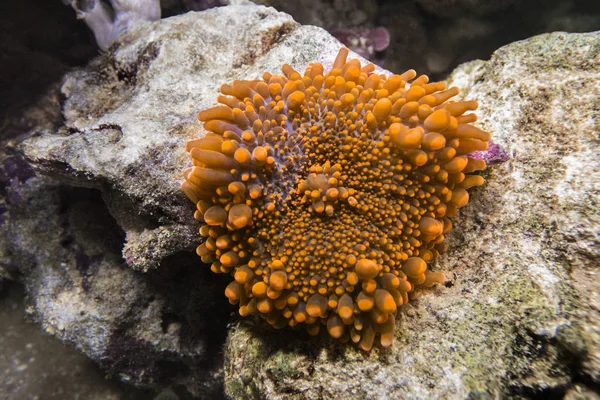 Ricordea yuma coral laranja . — Fotografia de Stock