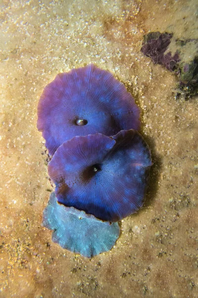 Korallendiscosoma blau . — Stockfoto
