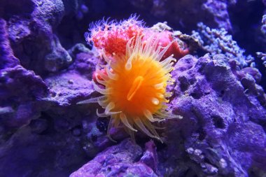 Balanophyllia elegans. Turuncu Kupası mercan 