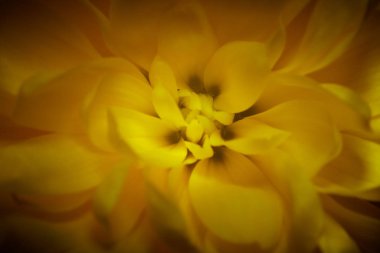 Siyah sırtüstü sarı kasımpatı