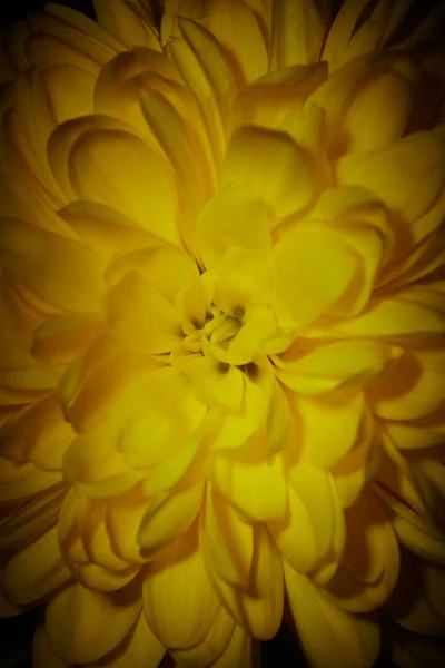 Жовта Хризантема Чорному Фоні — стокове фото