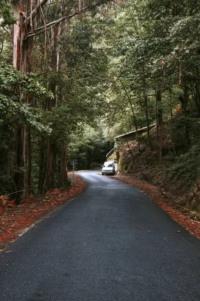 Paesaggio strada foresta — Foto Stock