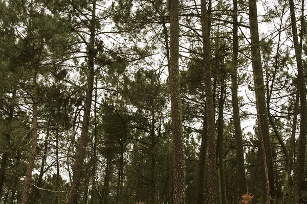 Forest in fog — Stock Photo, Image