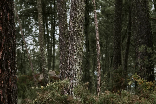 Přírodní lesní krajina — Stock fotografie