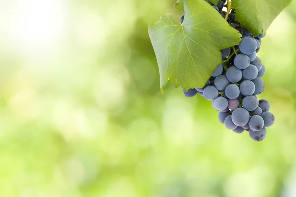 Schwarze Trauben mit Blättern — Stockfoto