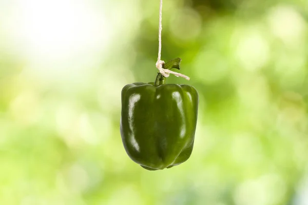 Grüne Paprika hängen am Seil — Stockfoto