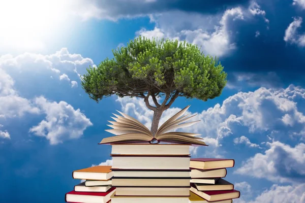 Drzewo rosnące w open książki — Zdjęcie stockowe