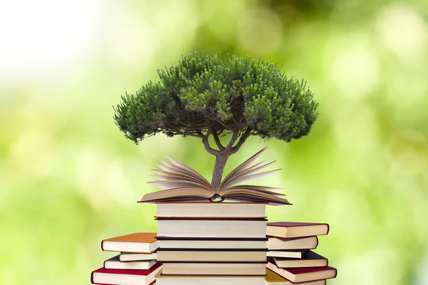 Arbre poussant dans un livre ouvert — Photo