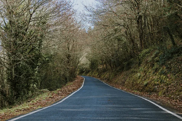 El paisaje del bosque — Foto de Stock