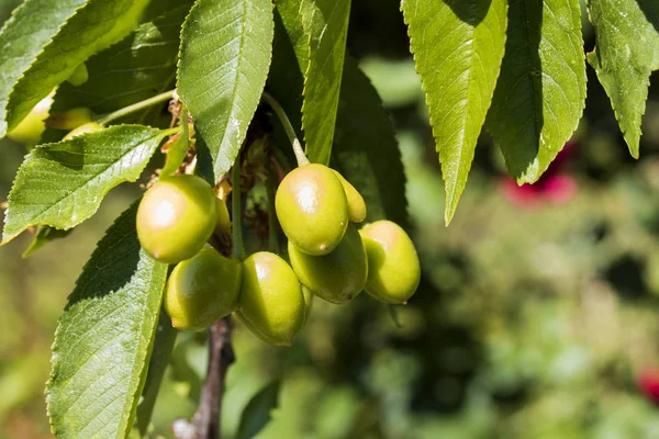 Surtos de cerejas crescem — Fotografia de Stock