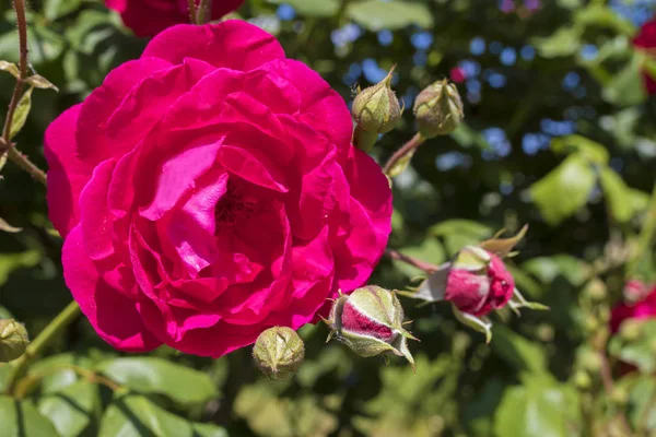 Rozen bloeien, Tuin — Stockfoto