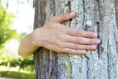 çevre kavramı, ağaç
