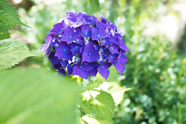 Blüten der Hortensie — Stockfoto