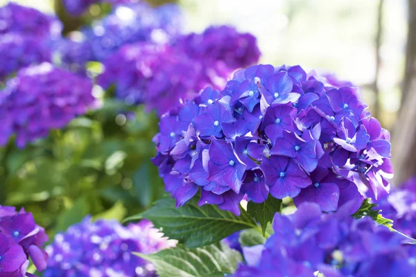 Květiny hortenzie — Stock fotografie