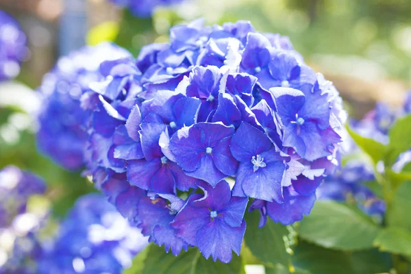 Flowers of the hydrangea — Stock Photo, Image