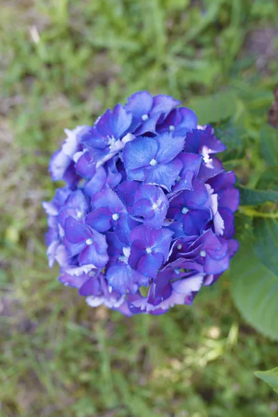 Blüten der Hortensie — Stockfoto