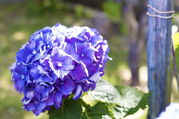 Flores da hortênsia — Fotografia de Stock