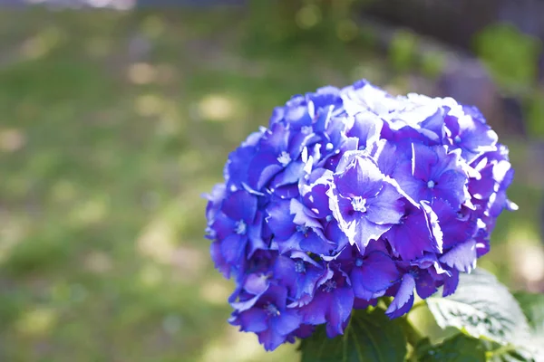 Blüten der Hortensie — Stockfoto