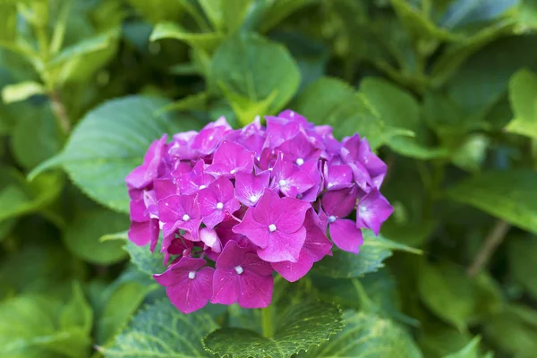 Blüten der Hortensie — Stockfoto