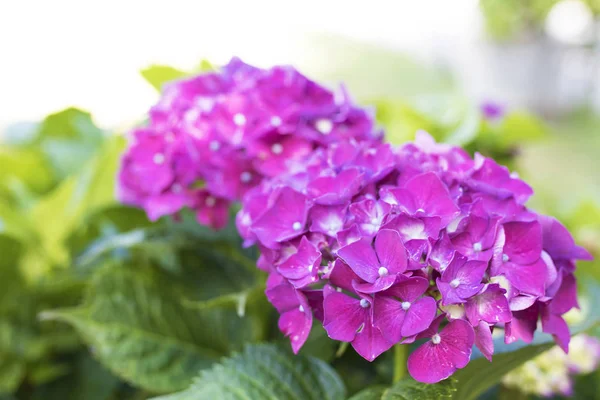 Flores da hortênsia — Fotografia de Stock