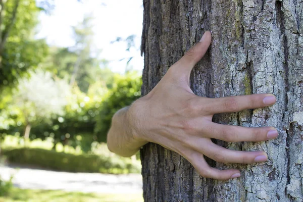 Environment concept, tree — Stock Photo, Image