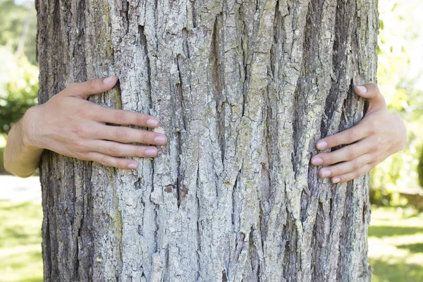 Environment concept, tree — Stock Photo, Image