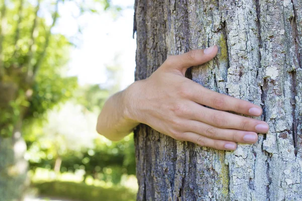 çevre kavramı, ağaç