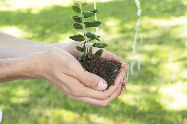 Hand met plantgoed of jonge plant — Stockfoto