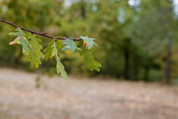 Folhas Floresta Outono — Fotografia de Stock