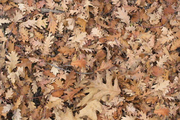 Folhas Floresta Outono — Fotografia de Stock