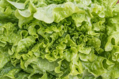 arka plan yeşil marul yaprakları