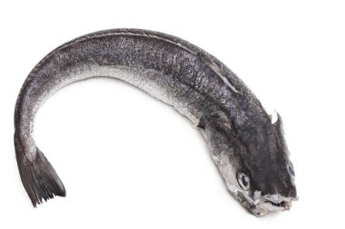 Bütün hake balık beyaz izole