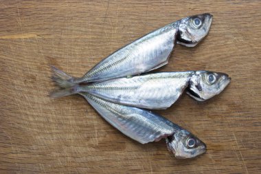 taze sardalye veya uskumru, Balık