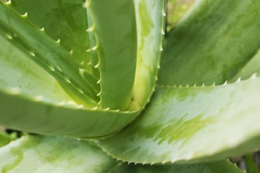 aloe vera bitki ön planda