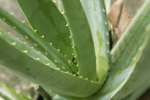 Aloe Vera Plante Médicinale — Photo