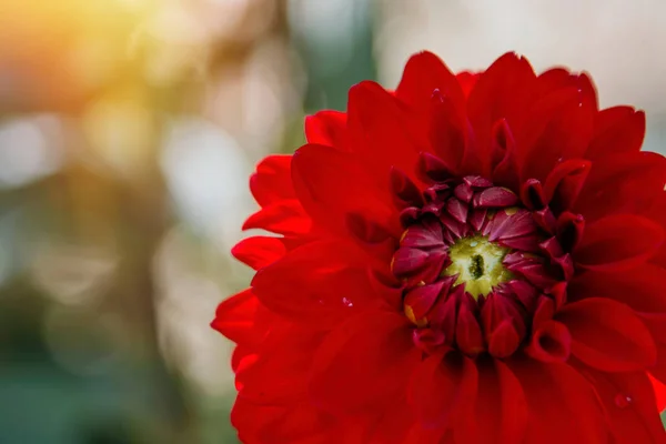 Flor Crisântemo Vermelho Flor Flores Jardinagem — Fotografia de Stock