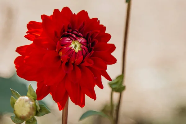 Красный Хризантема Цветок Цвету Цветы Садоводство — стоковое фото