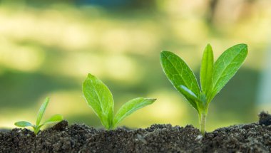 Açık havada yetişen bitkiler dizisi.