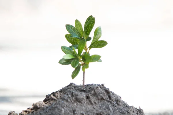 Kum Veya Toprak Yığınında Büyüyen Genç Ağaç Bitki — Stok fotoğraf