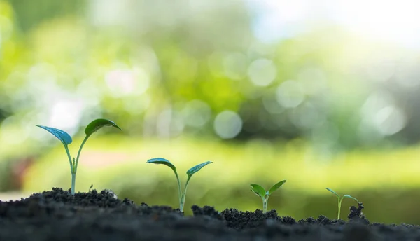 Giovani Piante Che Germinano Crescono Nel Terreno All Aperto — Foto Stock