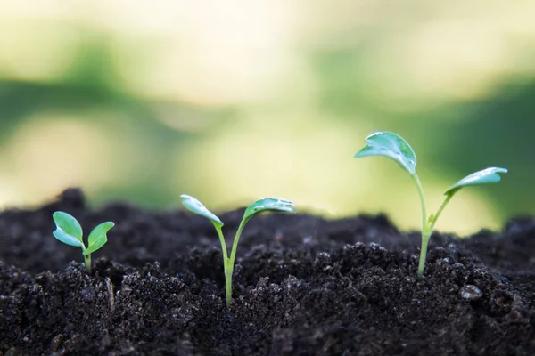 Secuencia Plantas Que Crecen Suelo Aire Libre — Foto de Stock