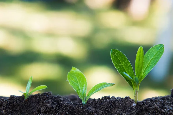 生长在室外地面上的植物序列 — 图库照片